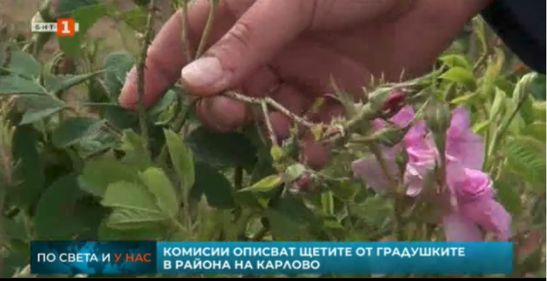 Hail destroyed oil-bearing rose plantations in Karlovo