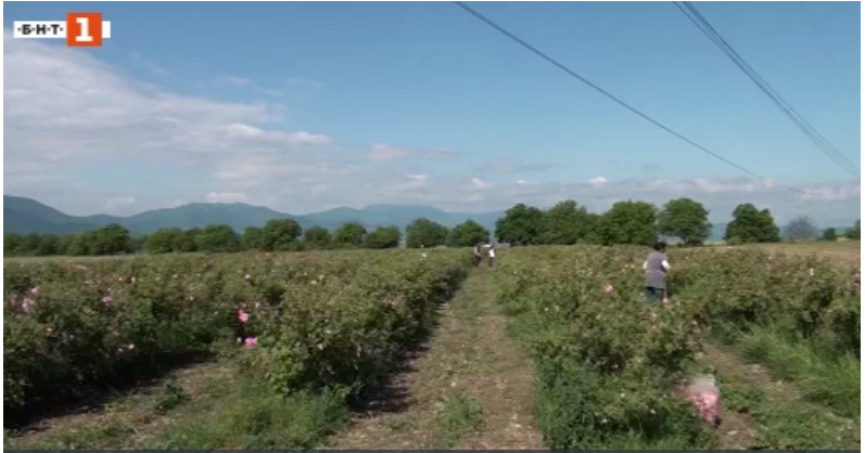 Rose growers in Karlovo destroy plantations due to low sales price of flowers