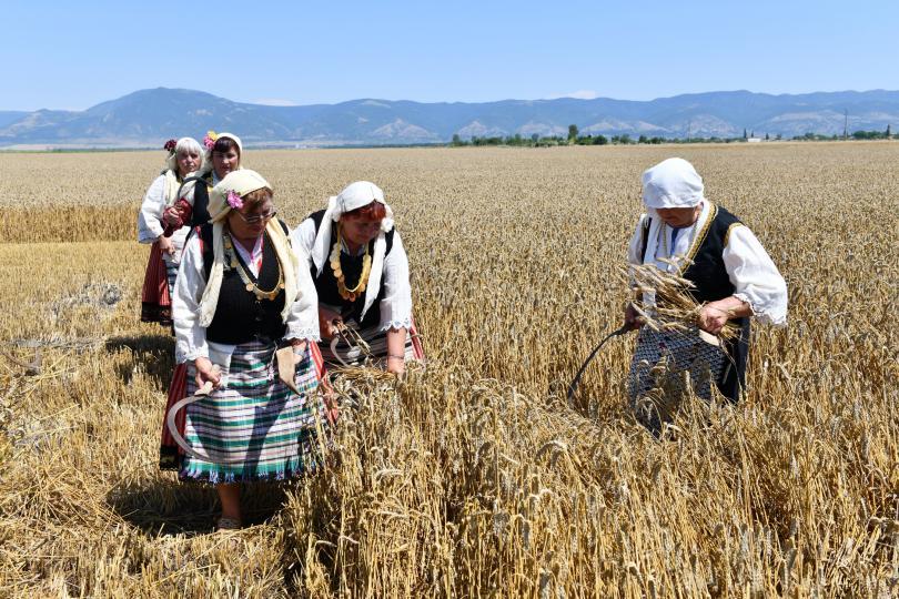 More than 88% of harvested wheat in Bulgaria expected to have very good quality