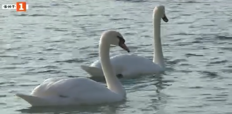 swans arrived back coastal city varna