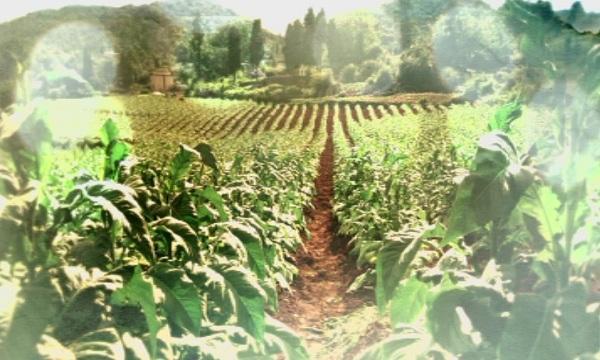 bulgaria’s state fund agriculture paid over 89m bgn tobacco 2016 campaign