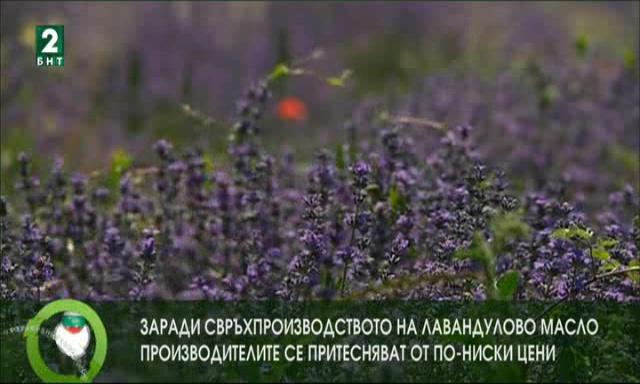 Свърхпроизводството на лавандулово масло сваля изкупните цени