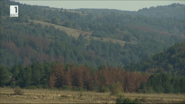 Защо умират български гори?
