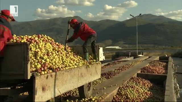 Преработката на ябълки като успешен семеен бизнес