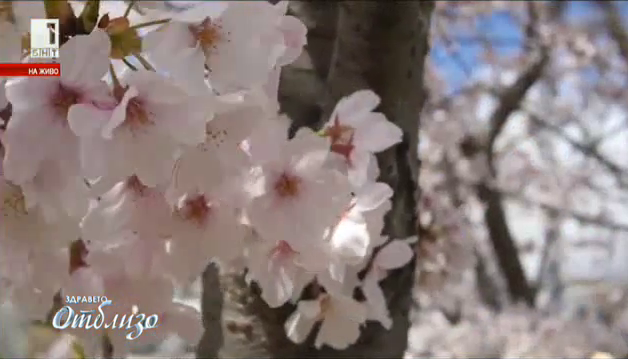 Сакура - празник на цъфналите вишни