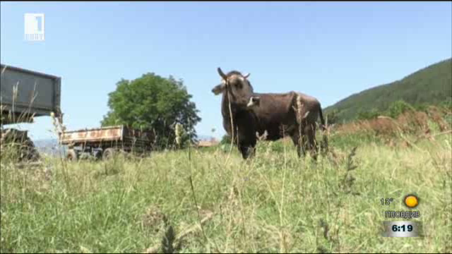 Избягала крава премина незаконно сръбската граница