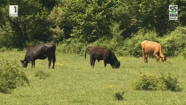 „Златните“ възможности на месодайното говедовъдство в Котленския Балкан