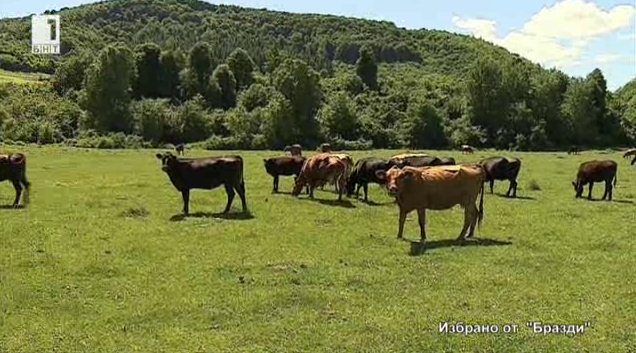 Избрано от Бразди: За златните“ възможности на говедовъдството