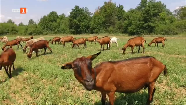 Швейцарец с ферма за алпийски кози в Дряновския Балкан