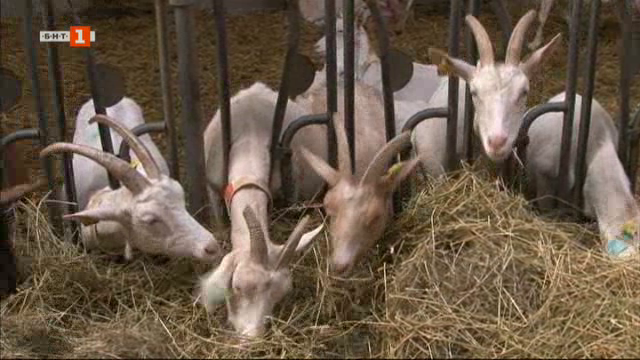 Ферма за кози с адрес Франция