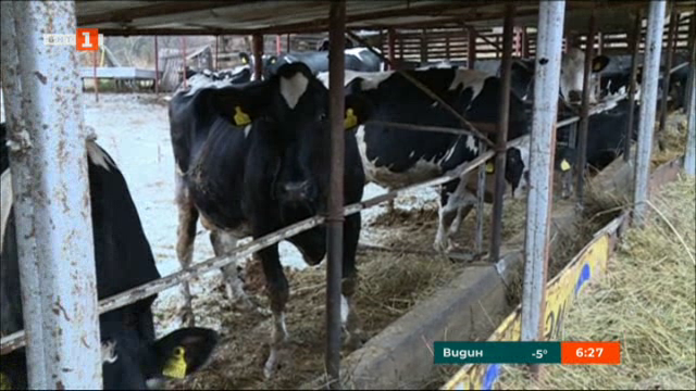 Намалява производството на мляко в Благоевградско