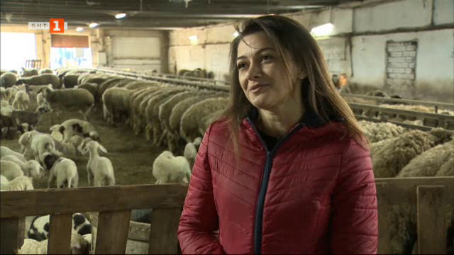 Стадото овце на Галина Мирчева от село Петърница