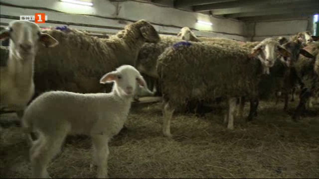 Да отглеждаш овце в България с испанско настроение
