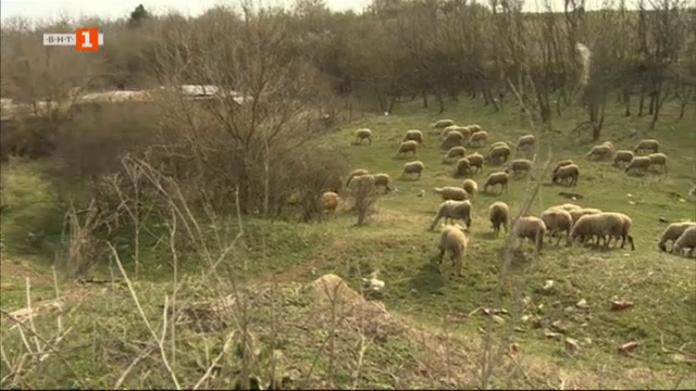 Защо в Русенско овцете драстично намаляват?