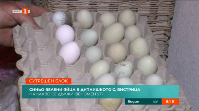Синьо-зелени яйца в дупнишкото село Бистрица