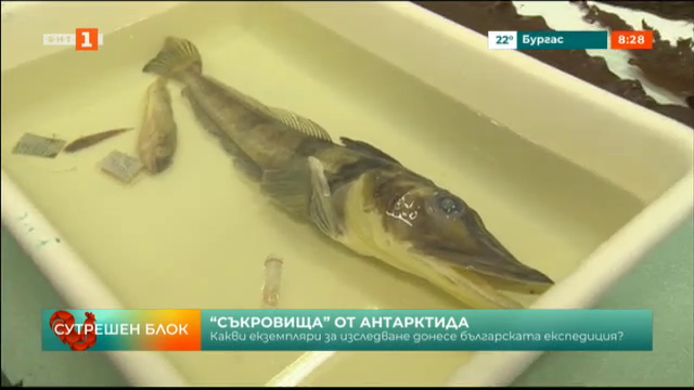 Риба с прозрачна кръв - вероятен пра-прародител на човека