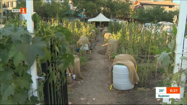 В столичната споделена зеленчукова градина вече събират реколтата