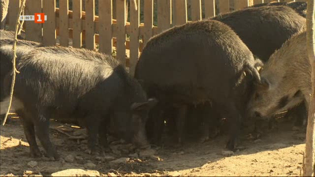 Ще изгубим ли източнобалканската свиня - единствената аборигенна порода у нас