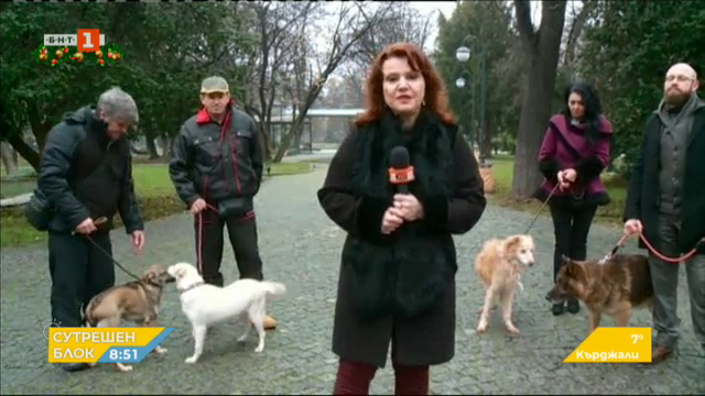 Кампания за осиновяване на бездомни кучета започва в Пловдив за поредна година