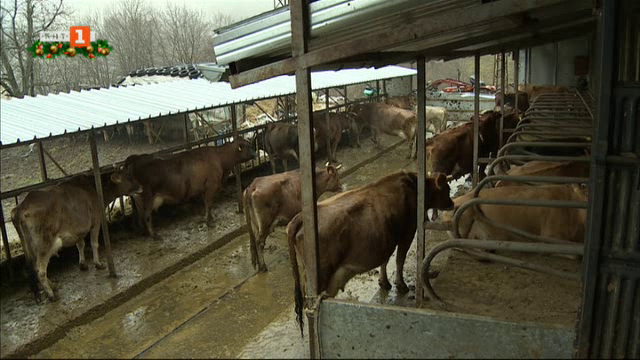 Семейна ферма в Родопите отглежда дойни крави от Късорого родопско говедо