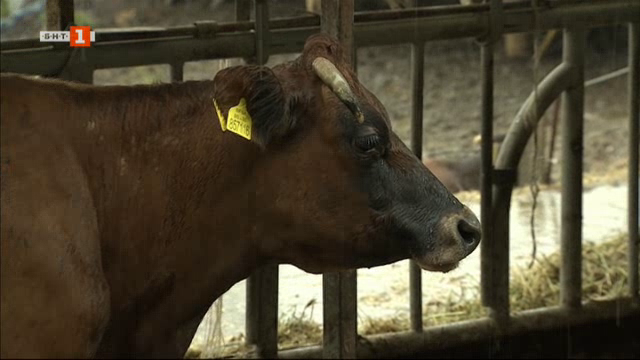 Защо изчезват малките ферми в Родопите? Движение Спаси крава