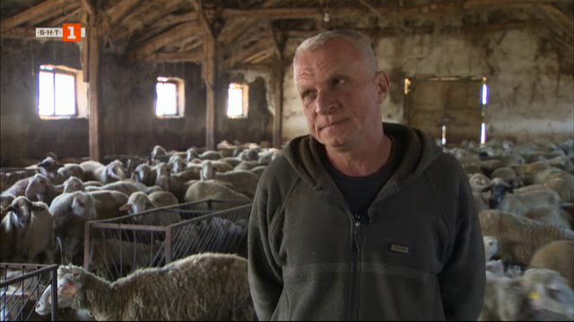 Семейство от с. Руня отглежда овце от породата Старопланински цигай
