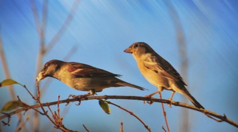 ‘we counting sparrows’ campaign launched bulgaria