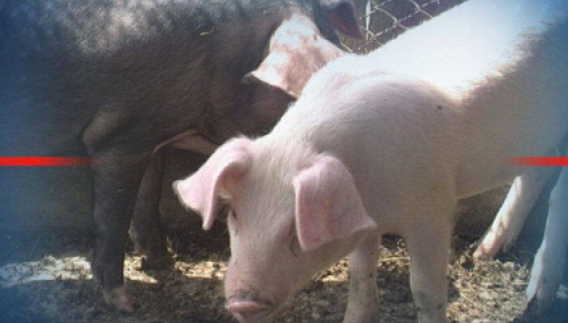 state emergency declared rousse district over african swine fever