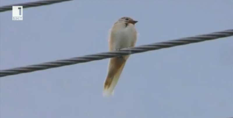 white swallow spotted strelcha