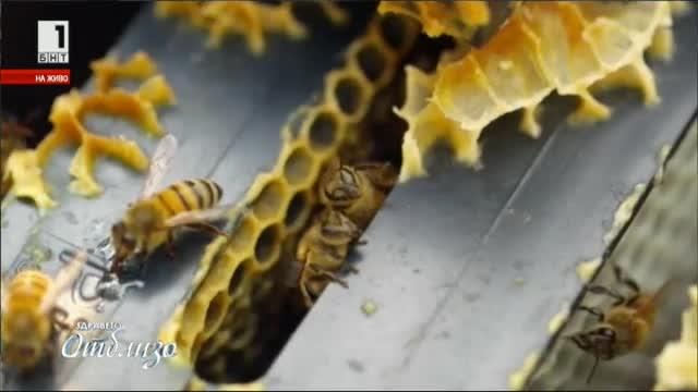  Музей на пчелата