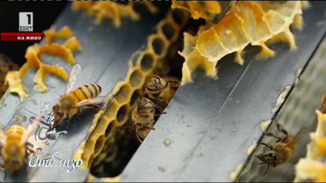 Пчеларството – многовековен занаят