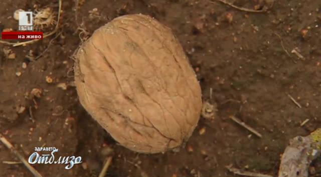 Природна аптека: Рецепта от орехови черупки срещу язва