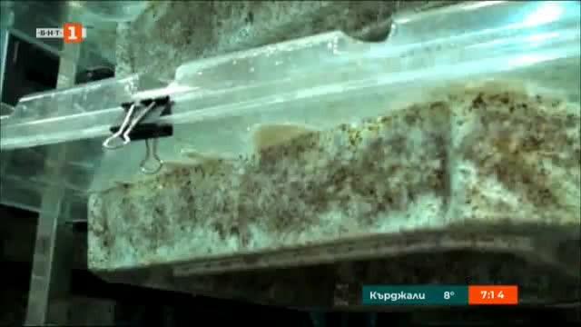 Завръщане на естествените материали: гъбен мицел в строителството