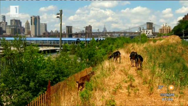 Кози борят плевелите в Бруклин