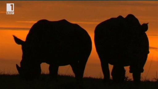 Могат ли да бъдат спасени носорозите?