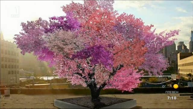 Дърво ражда 40 вида плодове