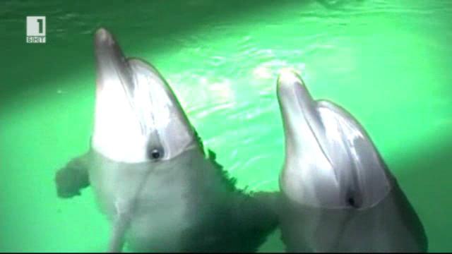 Делфините - лечители и рехабилитатори