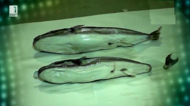 Зелена светлина - 26 ноември 2014: Отровна японска риба в Черно море