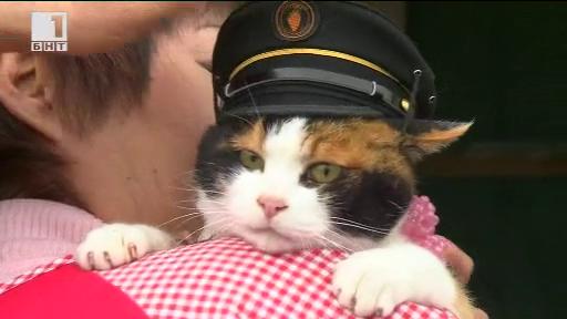 Котката, която спаси ЖП компания от фалит